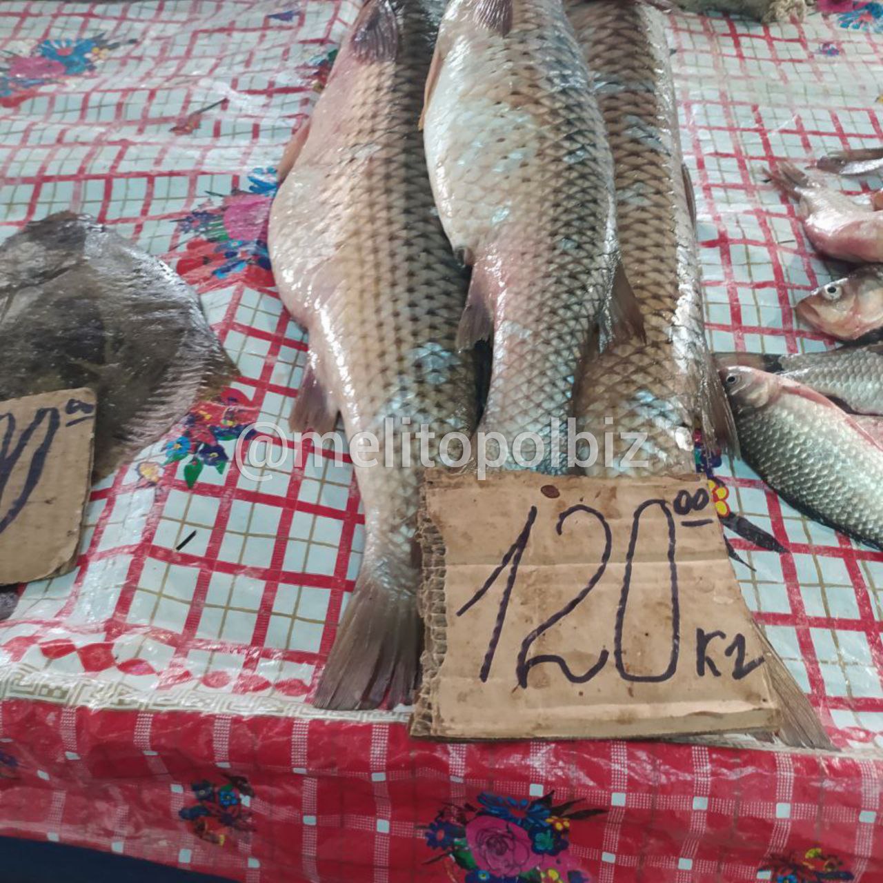 Скільки коштує на ринку в Мелітополі свіжа риба 2